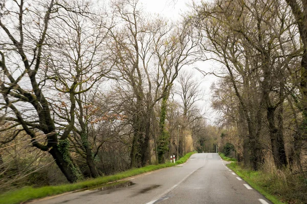 The road through the spring forest. — Stock Photo, Image