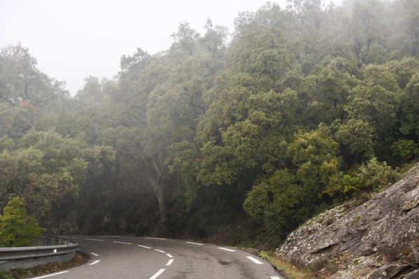 삼림 도로의 날카로운 회전. — 스톡 사진