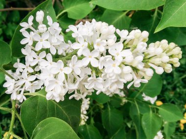 A brush of white lilac.
