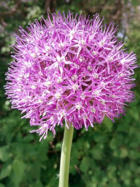 Çiçekli dekoratif soğanlar.