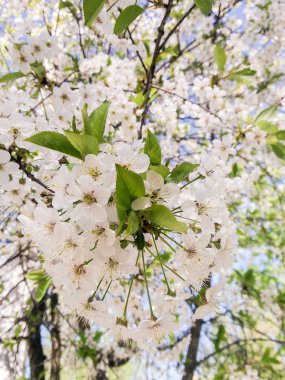 İlkbaharda kiraz çiçeği.