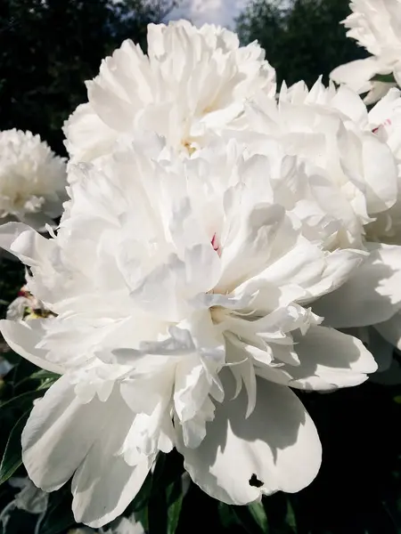 Białe kwiaty piwonii. — Zdjęcie stockowe