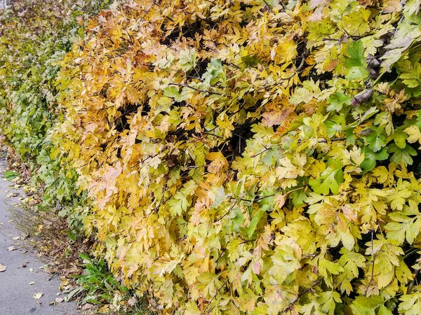 Arbuste d'automne jaune-vert . — Photo