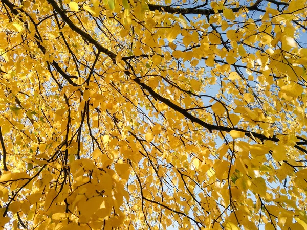 Gele bladeren op de takken van een berk. — Stockfoto
