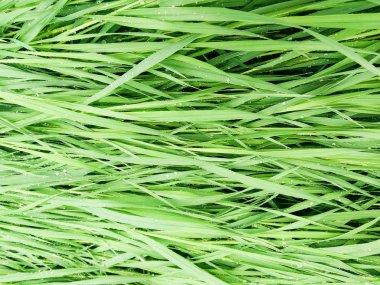 Yağmurdan sonra yeşil çimenler.