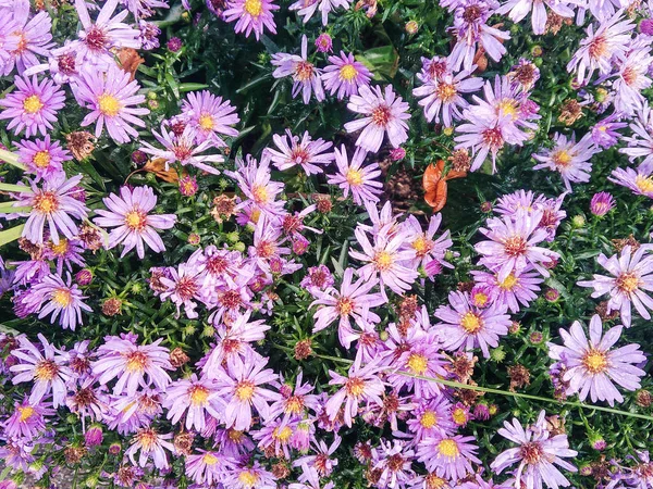 Kleine Herbst-Astern. — Stockfoto