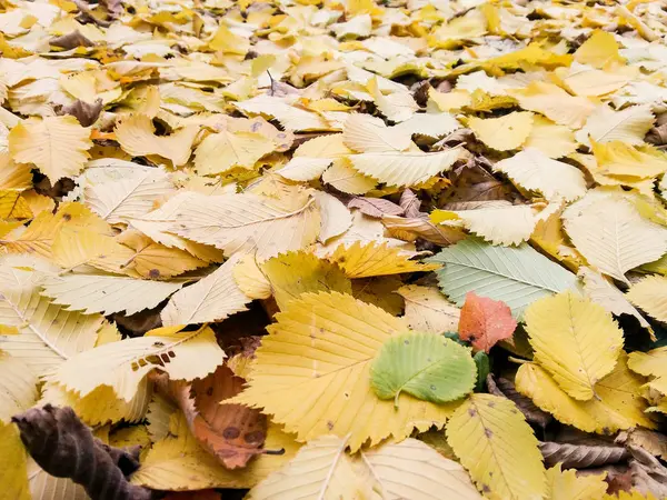 Une couverture de feuilles de frêne jaune . — Photo