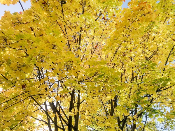 Κρον από κίτρινα και πράσινα φύλλα. — Φωτογραφία Αρχείου