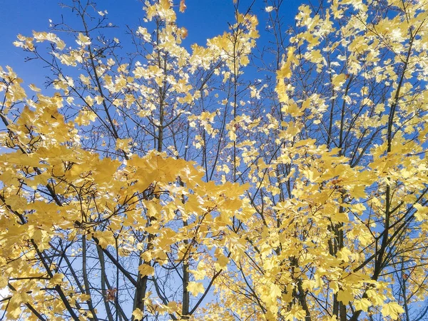 Gele bladeren op de takken verlicht door de zon. — Stockfoto