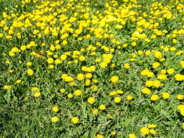 Sarı çiçekli tarla.