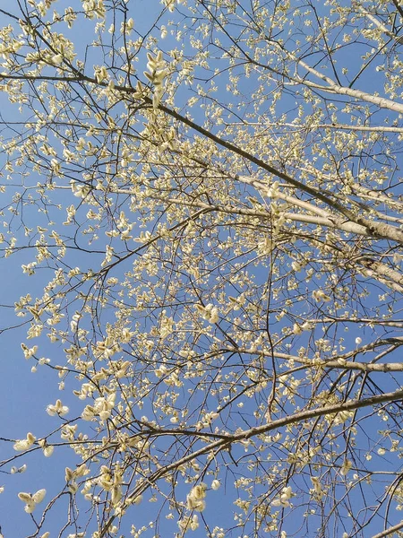 Willow květy na jaře. — Stock fotografie