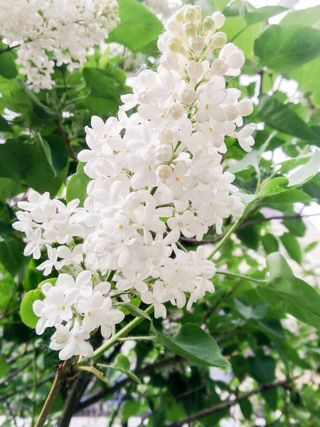 A brush of white lilac. — 图库照片