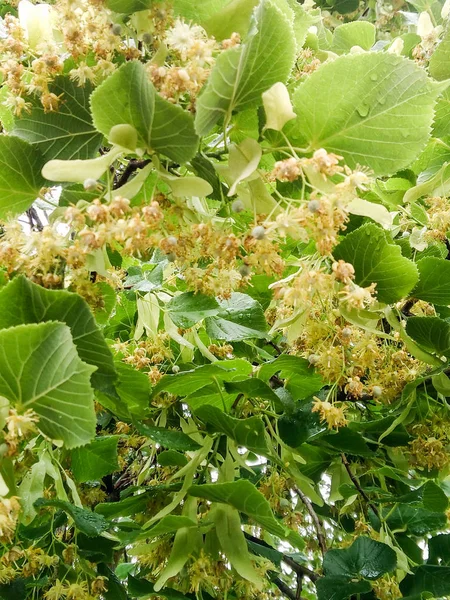 Tília florescente na primavera . — Fotografia de Stock