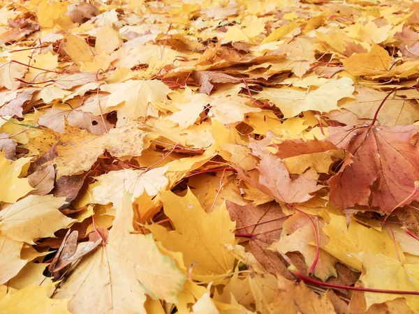 Une couche de feuilles d'érable . — Photo