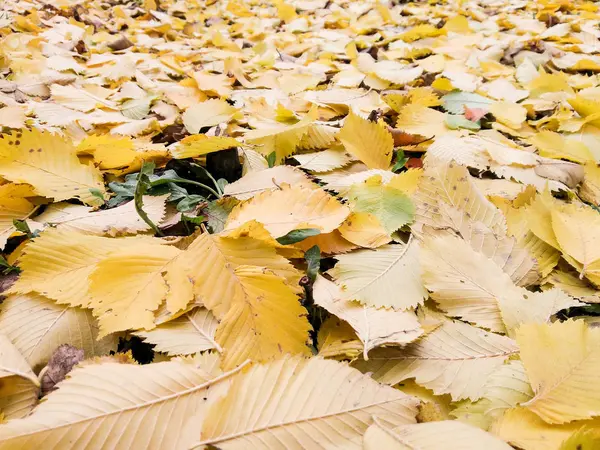 Une couverture de feuilles jaunes . — Photo