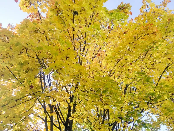 Klony żółto-zielone jesień. — Zdjęcie stockowe