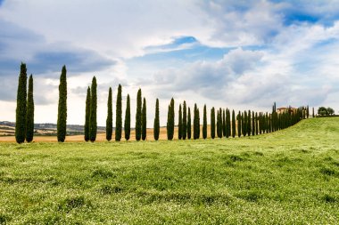 Selvi Toskana, İtalya ile çevrili köy yolunda