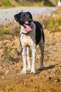 Sevimli köpek ayakta yere