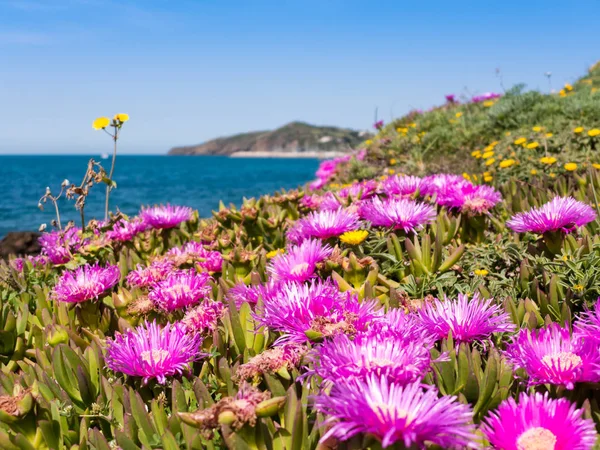 Flori de carpobrot în apropierea mării în Piombino, Toscana, Italia — Fotografie, imagine de stoc