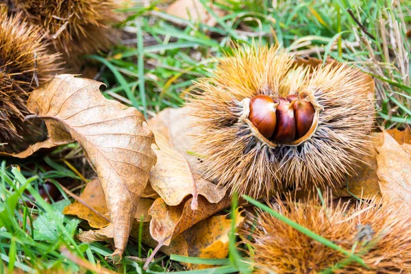 Castagne nella bava nella macchia mediterranea in Toscana, It — Foto Stock