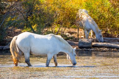 İki beyaz at güzel güneşli bir günde Camargue, Fransa 'da