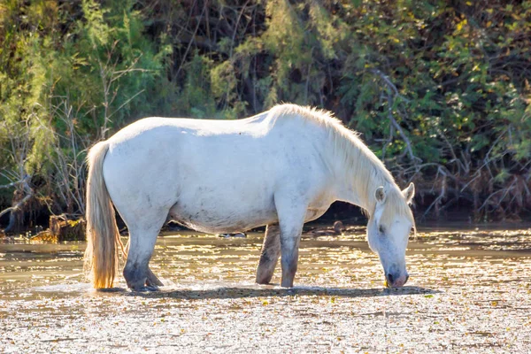 Two white horses in a beautiful sunny day in Camargue, France