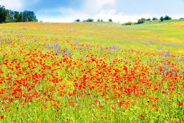 Poppy bloemen op het Toscaanse platteland in Italië — Stockfoto