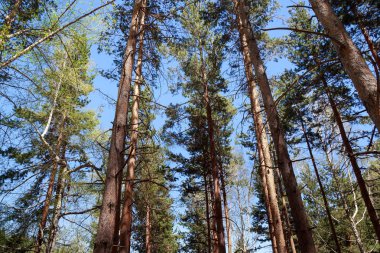 Çam ağaçları mavi gökyüzü