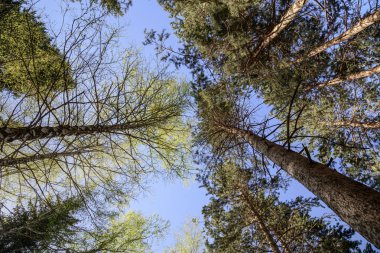 Mavi gökyüzü arka plan ağaç tacı