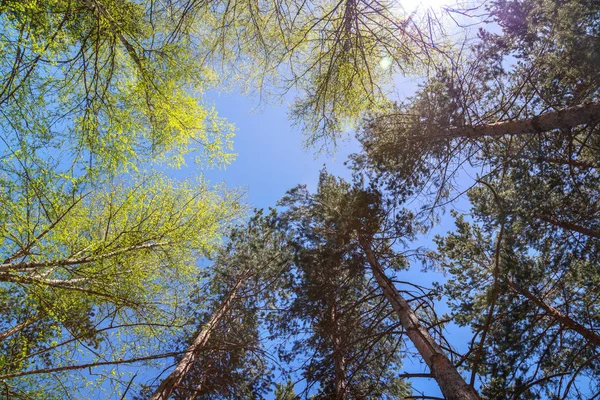 Corona de árbol sobre un fondo de cielo azul — Foto de Stock