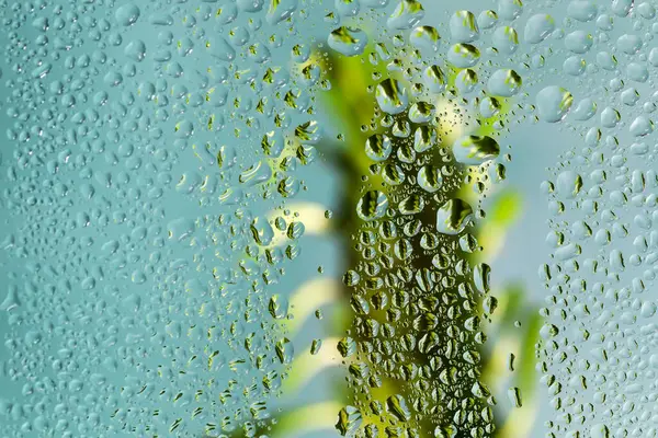 Πράσινο Φυτό Σταγόνες Βροχής Μπλε Φόντο — Φωτογραφία Αρχείου