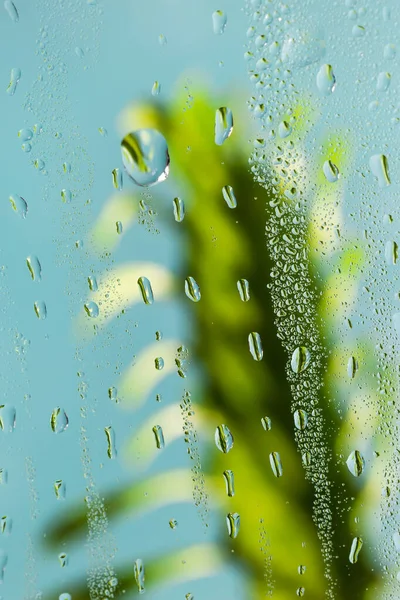 Green Plant Raindrops Blue Background — Stock Photo, Image