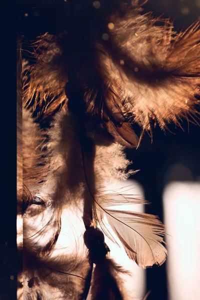 Plumes Rapprochées Sur Fond Lumière Soleil — Photo