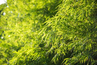 yeşil bambu yaprağı arkaplanı