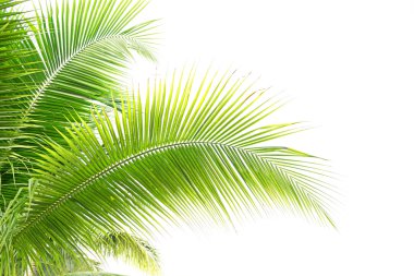 Hindistan cevizi yaprakları beyaz arkaplanda izole