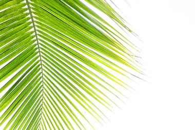 Hindistan cevizi yaprakları beyaz arkaplanda izole