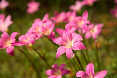 bir grup Pembe yağmur lily çiçek
