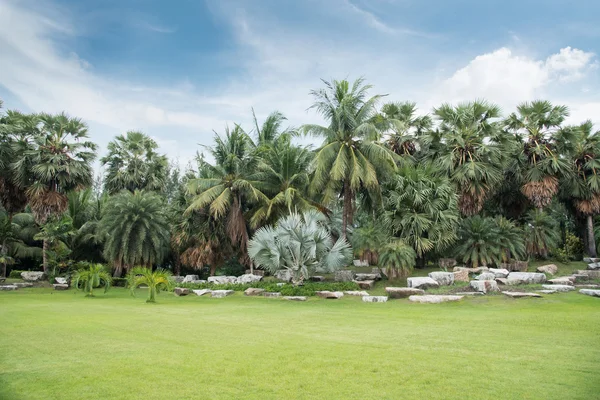 Kebun pohon kelapa dengan latar belakang putih — Stok Foto