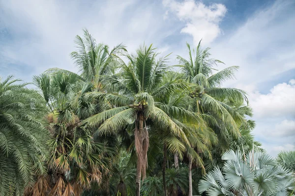 白い背景のココヤシの木果樹園 — ストック写真