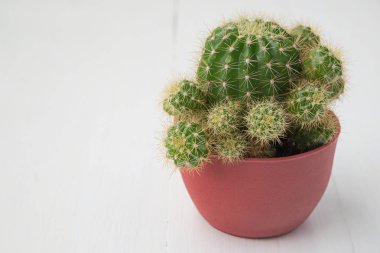 kaktüs pot beyaz arka plan üzerinde