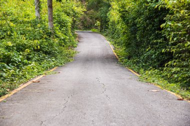 Ormana giden yol