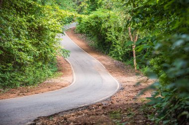 Yeşil orman yolu