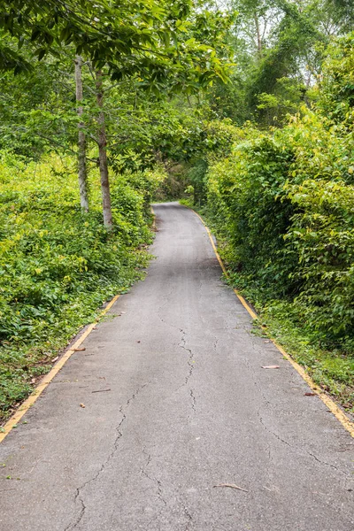 Road to the forest — Stock Photo, Image