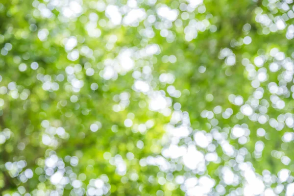 Schöne grüne Blätter Bokeh auf weißem Hintergrund — Stockfoto