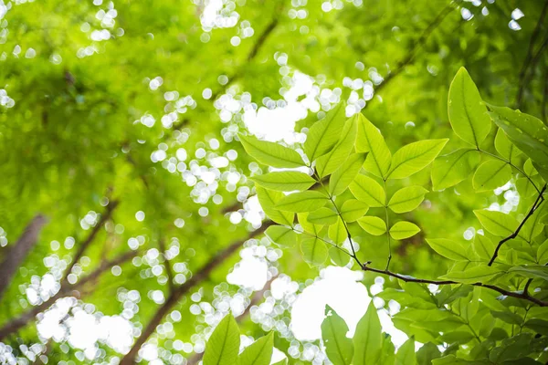 Gyönyörű zöld levelek fehér háttér — Stock Fotó