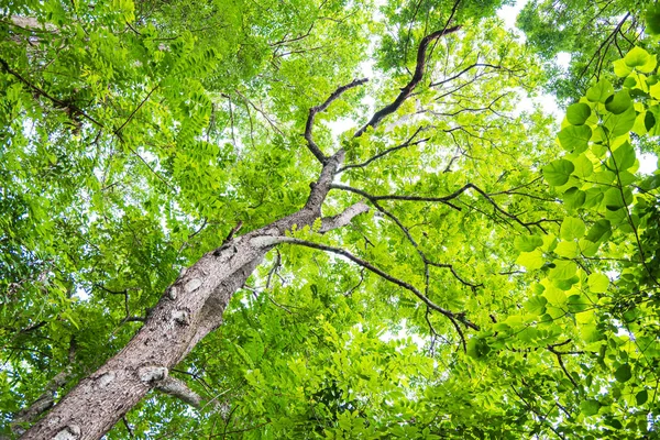 Schöne grüne Blätter auf weißem Hintergrund — Stockfoto