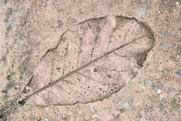 Imprint of leaf on cement floor Stock Picture