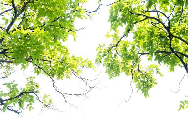 Schöne grüne Blätter auf weißem Hintergrund — Stockfoto