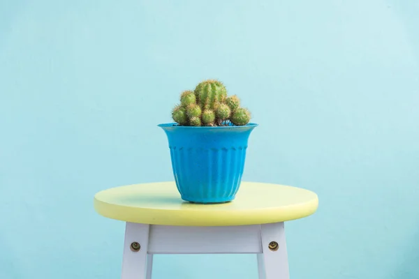 Cactus en pot sur chaise vintage jaune — Photo