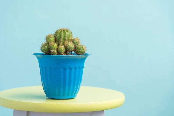 Cactus en pot sur chaise vintage jaune — Photo